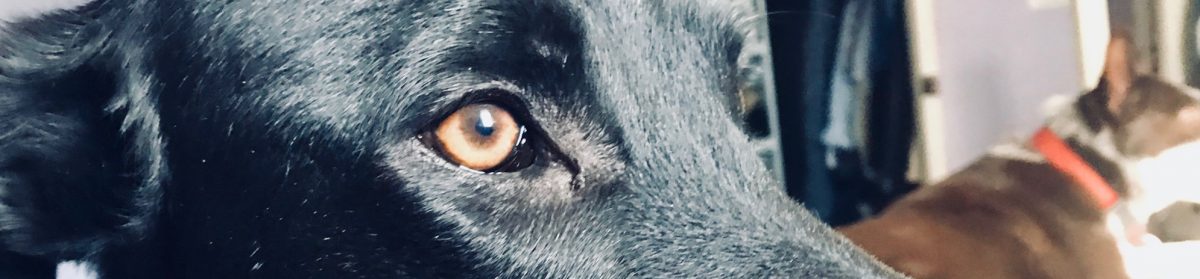 Welcome to Maxi's Pad